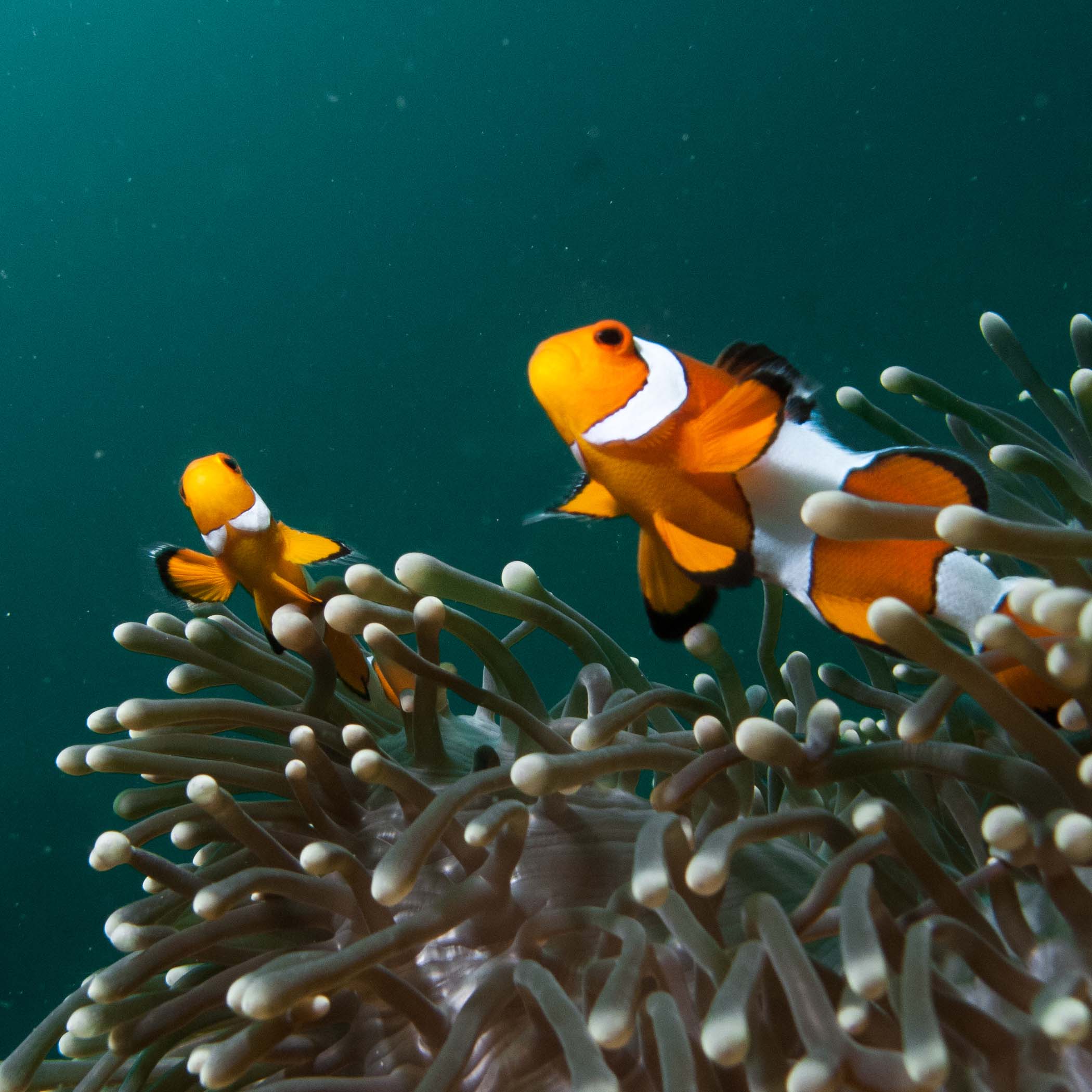 Scuba diving and snorkeling activities in Koh Lanta, Southern Thailand