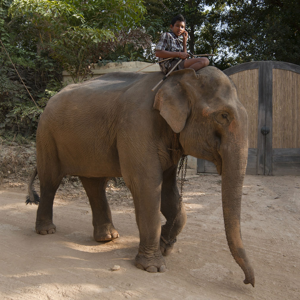 Elephant trekking activity near Cape Shambhala property, Koh Lanta Thailand